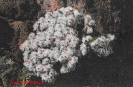 NR. 29 BLUMEN