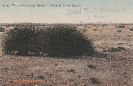   NR  30 MILCHBUSCH IN DER NAMIB - MILK-BUSH IN THE NAMIB