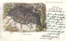 BILD 4 DIE SKORPIONSPINNE