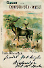 Nr. 29 Kudu-Bulle und Kuh