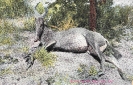 NR. 7029 ERLEGTE HARTEBEST-ANTILOPE