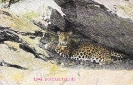 NR. 7041 LEOPARD