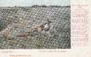   NR  6028 KRIEGSBILDER  TREÜ LIEBE BIS ZUM TOD