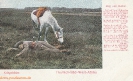   NR  6039 KRIEGSBILDER  ROSS UND REITER