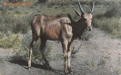 NR 7027 JUNGE ELENANTILOPE