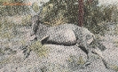   NR  7029 ERLEGTE HARTEBEST-ANTILOPE