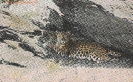 NR 7041 LEOPARD