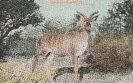 NR 7051 JUNGE KUDU-ANTILOPE
