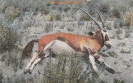 NR 7070 ERLEGTER SPIESSBOCK-ANTILOPE