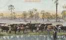 NR 7076 WASSERSTELLE OVAMBULUA