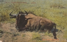 BILD 11 WILDEBEST