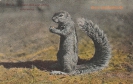 BILD 12 ERDMÄNNCHEN