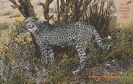 BILD 17 GEPARD