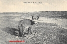 NR. 10 LÖFFELHUND