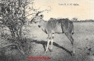 NR. 11 KUDU