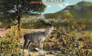 NR 14 KUDU