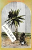 NR 17 IDYLL DSWA