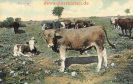 NR 38 FARMIDYLL