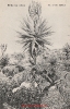 NR. 51 BLÜHENDE ALOAS