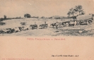 <p>NR. 2064 OCHSEN-TRANSPORTWAGEN IN DAMARALAND</p>