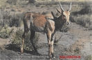 NR. 16 JUNGE ELENANTILOPE