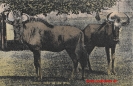 NR. 17 WILDEBEEST