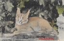 NR. 18 WILDKATZE