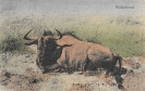 NR. 54 WILDEBEEST